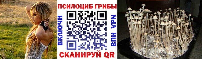 Псилоцибиновые грибы Psilocybe  Купить где  Чердынь 