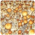 Псилоцибиновые (галлюциногенные)  грибы Psilocybin "Golden Teacher" в Чердыни