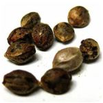 Семена марихуаны АК-47  (Seeds AK-47) в Чердыни